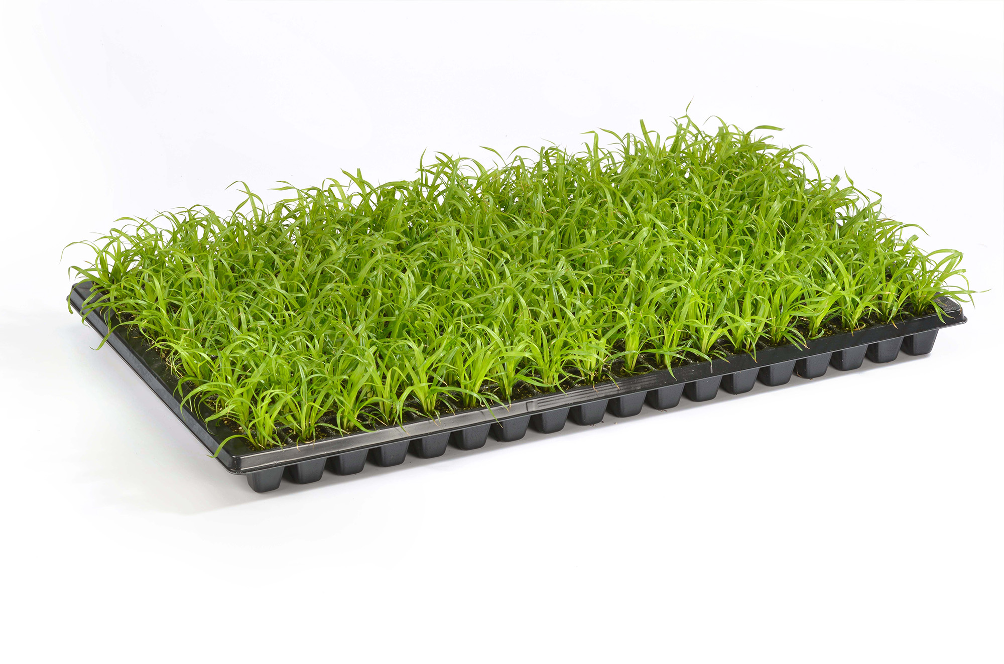 Trays with young plants - Schneider BV - Schneider, Young plant and ...