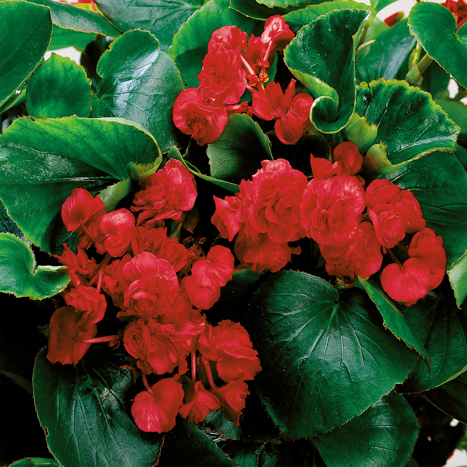 Begonia semperflorens Red - Schneider BV - Schneider, Young plant and Seed  professionals!