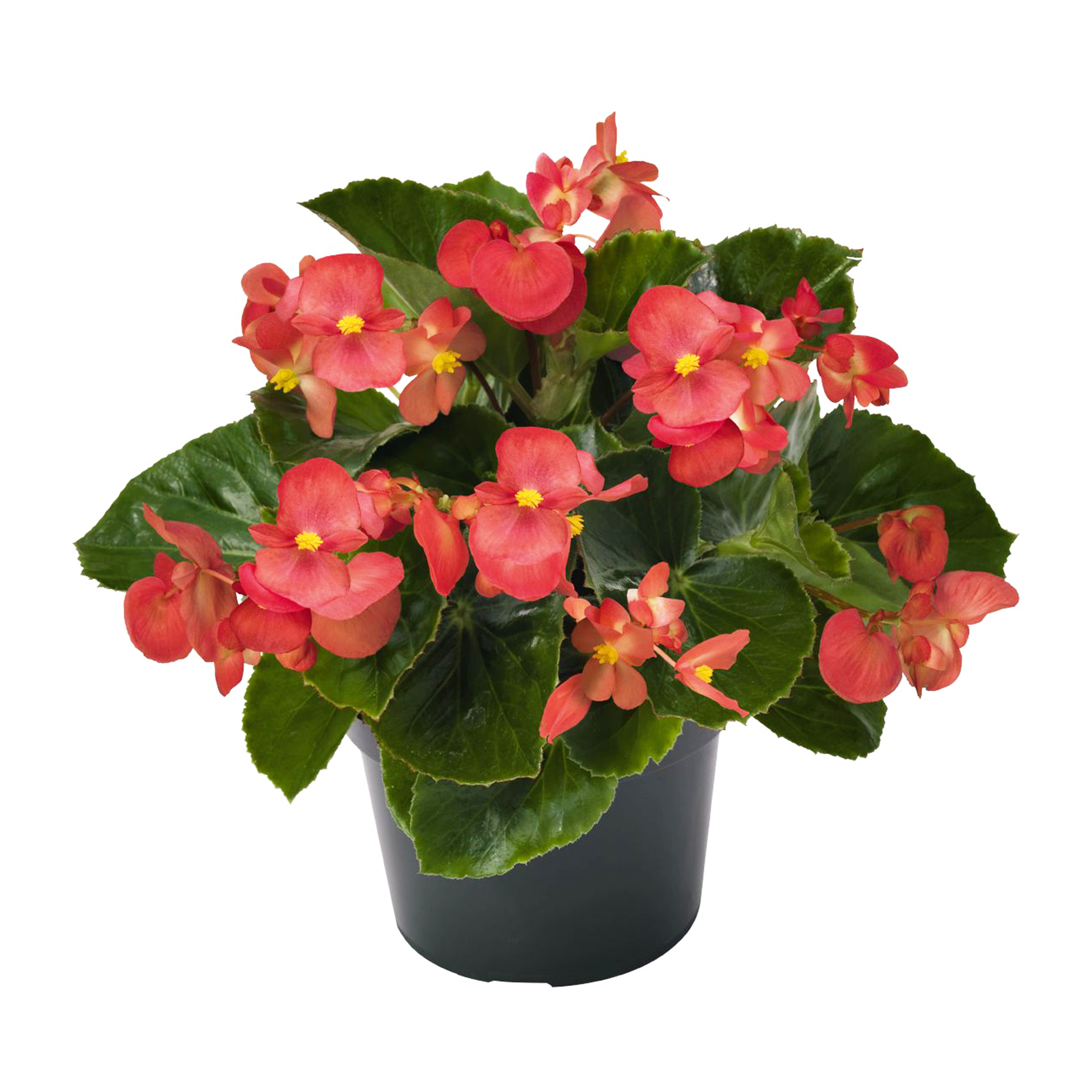 Begonia x benariensis Red, Green Leaf - Schneider BV - Schneider, Young ...