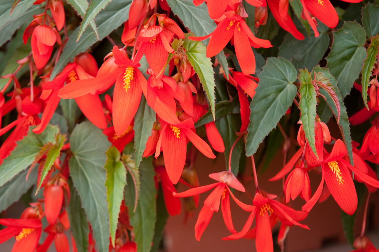 Begonia boliviensis Santa Cruz - Schneider BV - Schneider, Young plant and  Seed professionals!