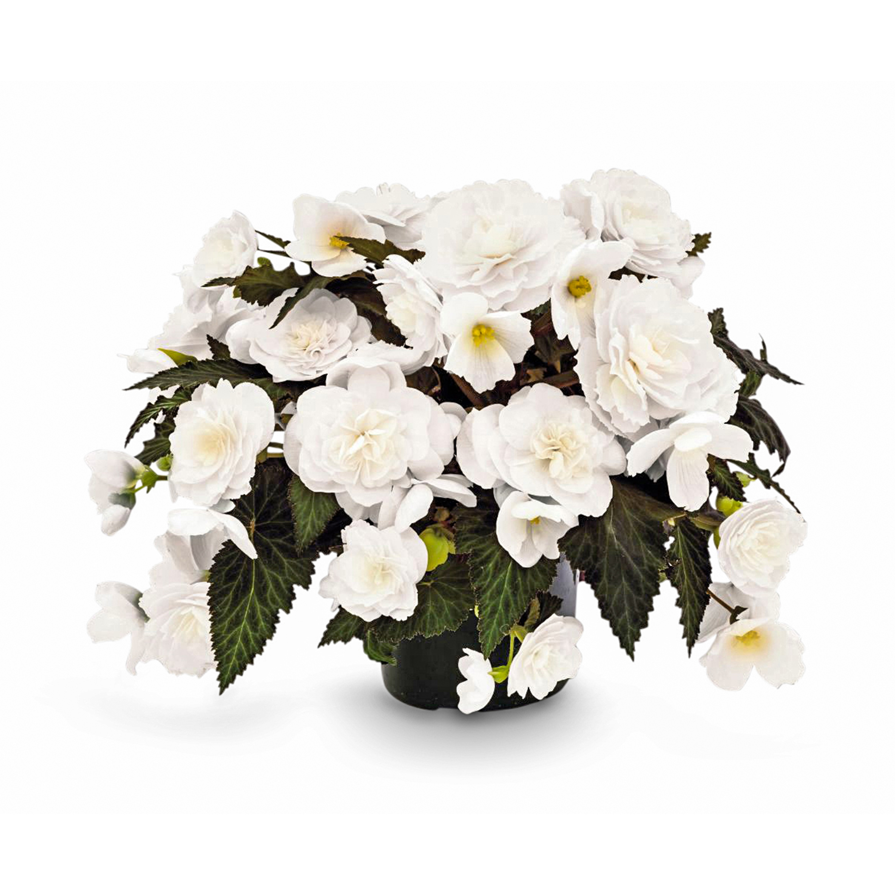 Begonia tuberhybrida Mocca White - Schneider BV - Schneider, Young plant  and Seed professionals!