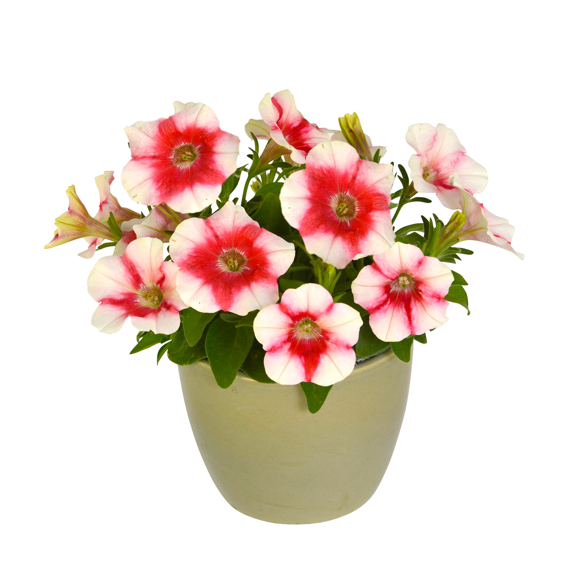 Petunia Cherry Vanilla - Schneider BV - Schneider, Young plant and Seed ...