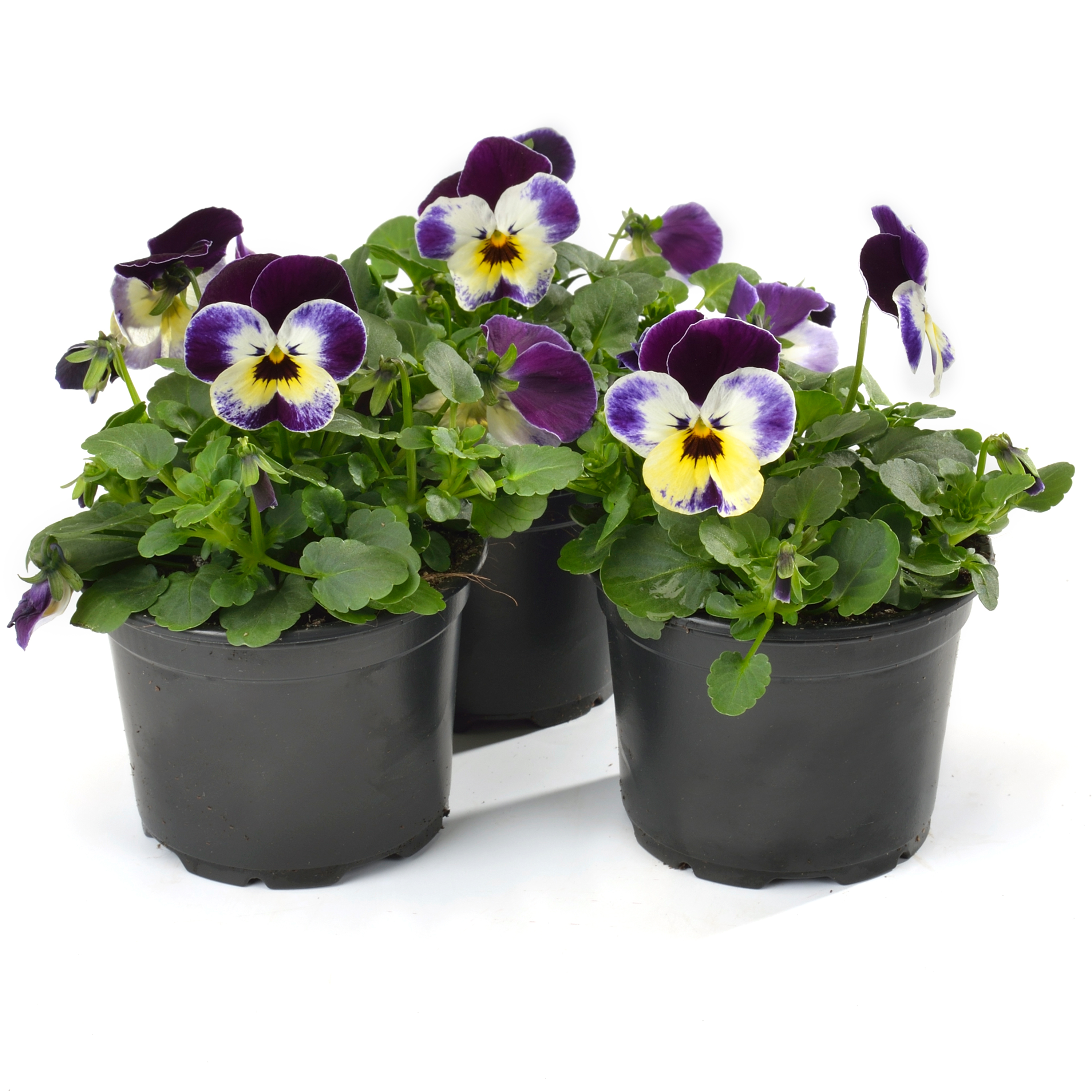 Viola cornuta Jolly Face - Schneider BV - Schneider, Young plant and Seed  professionals!