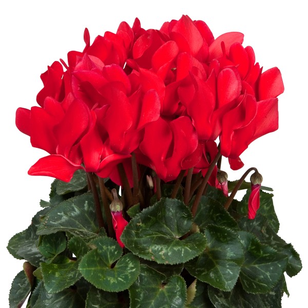 Cyclamen Red - Schneider BV - Schneider, Young plant and Seed ...