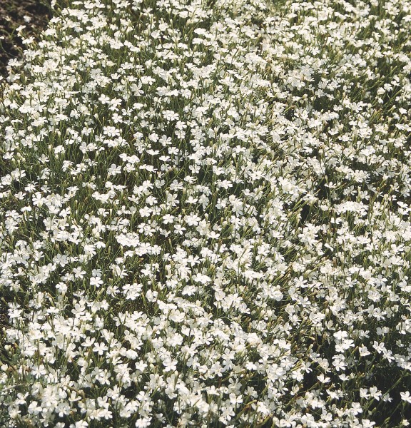 Dianthus deltoides Albus - Schneider BV - Schneider, Young plant and ...