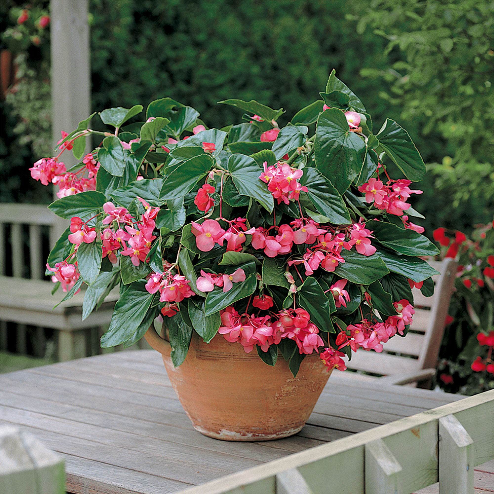 Begonia hybrida Dragon Wing Rose - Schneider BV - Schneider, Young plant  and Seed professionals!