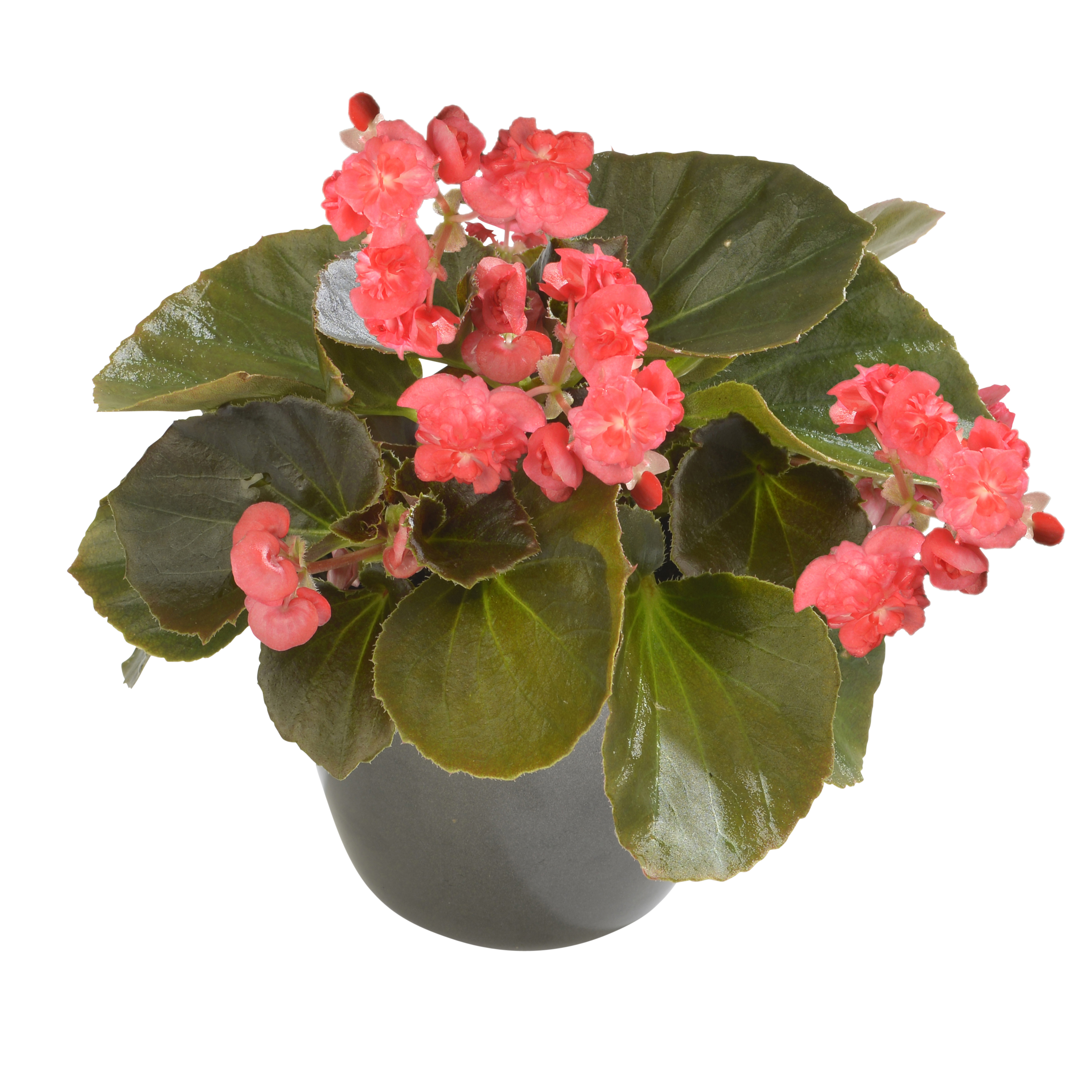 Begonia semperflorens Red - Schneider BV - Schneider, Young plant and Seed  professionals!