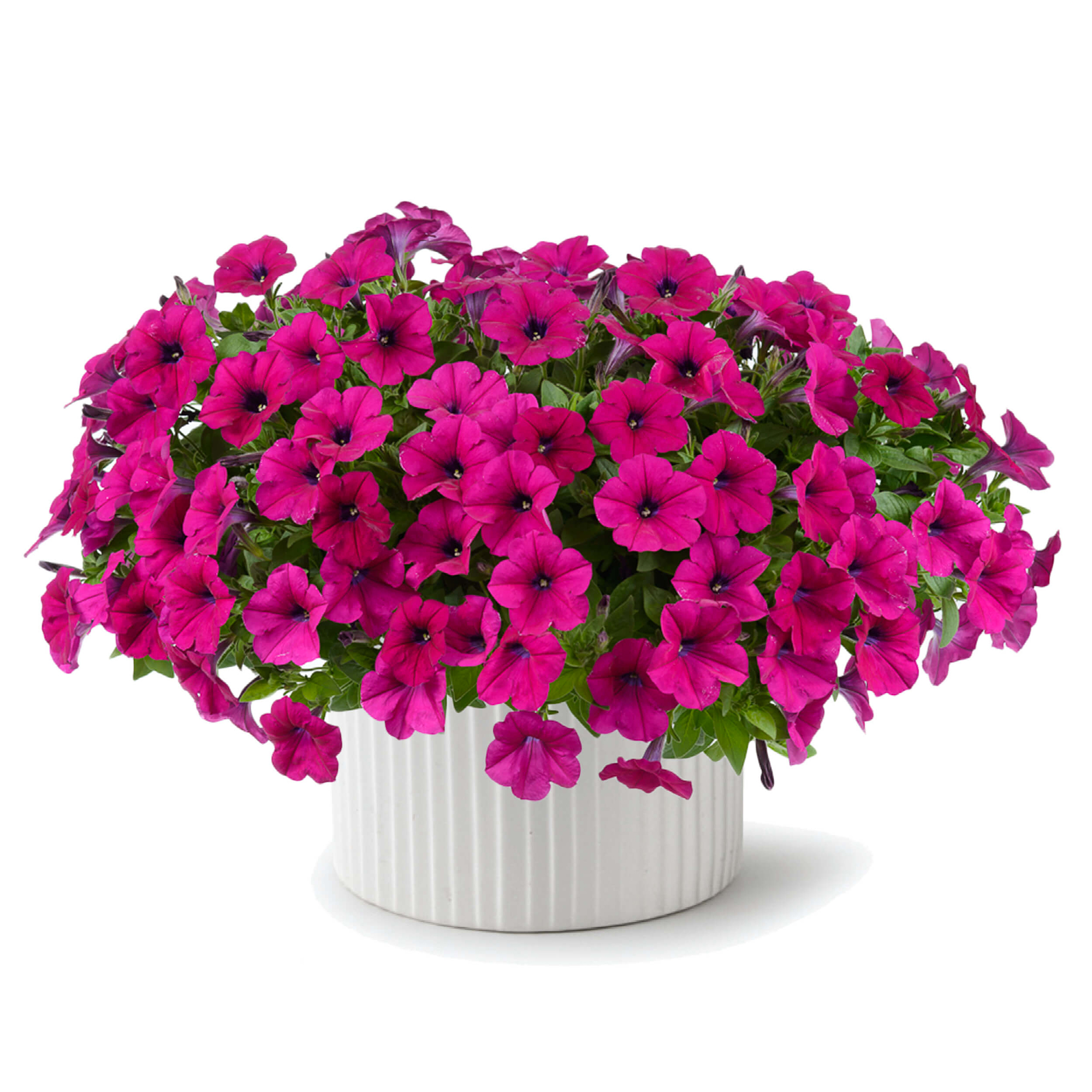 Petunia Burgundy - Schneider Bv - Schneider, Young Plant And Seed 