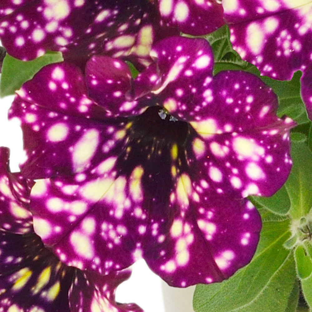 Petunia Lilac - Schneider BV - Schneider, Young plant and Seed  professionals!