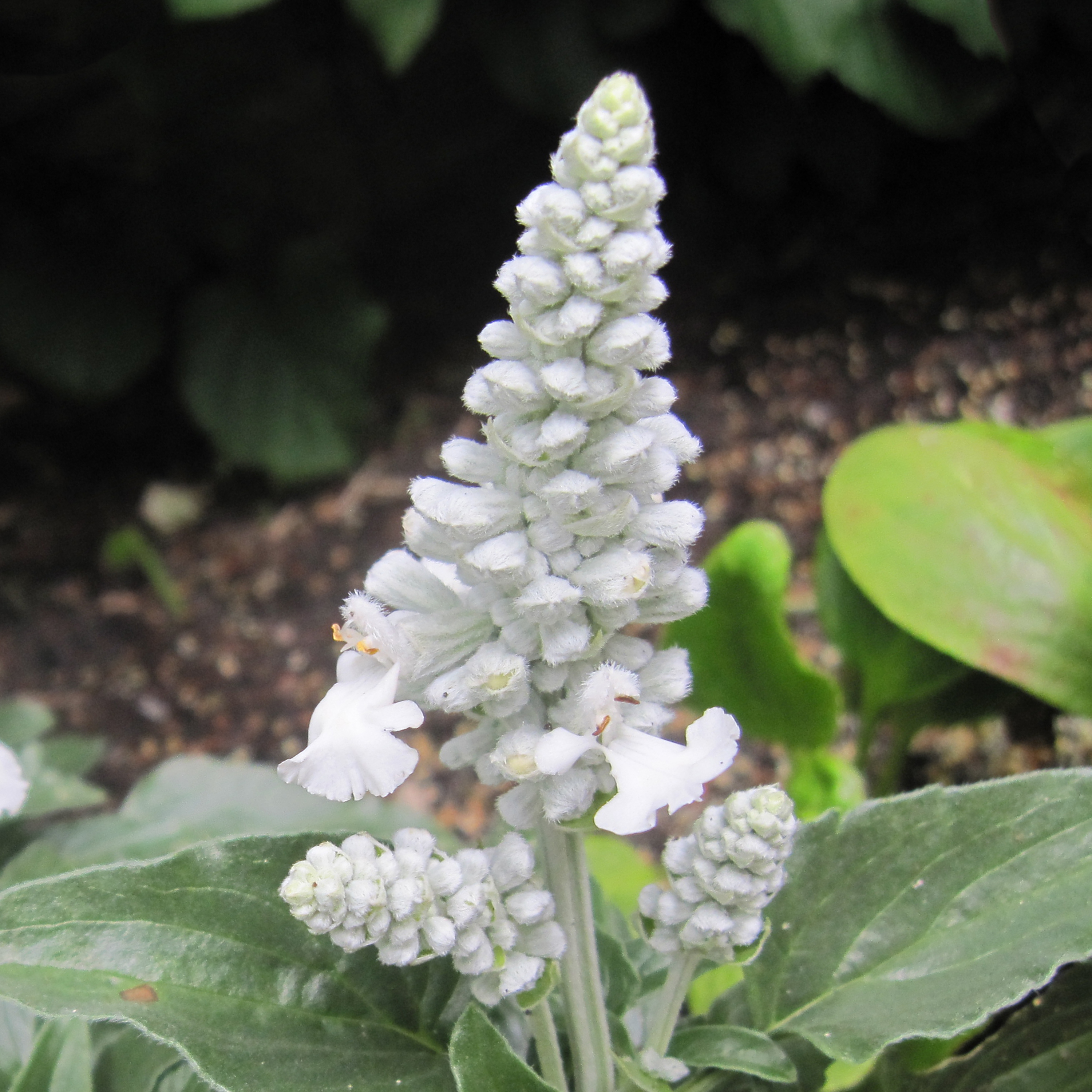 Salvia farinacea bianca-N0900849