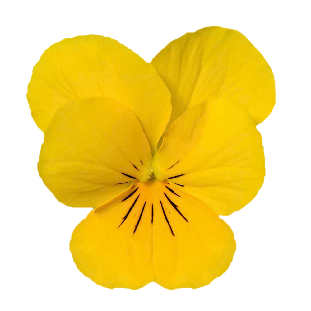 Viola cornuta Golden Yellow - Schneider BV - Schneider, Young plant and  Seed professionals!