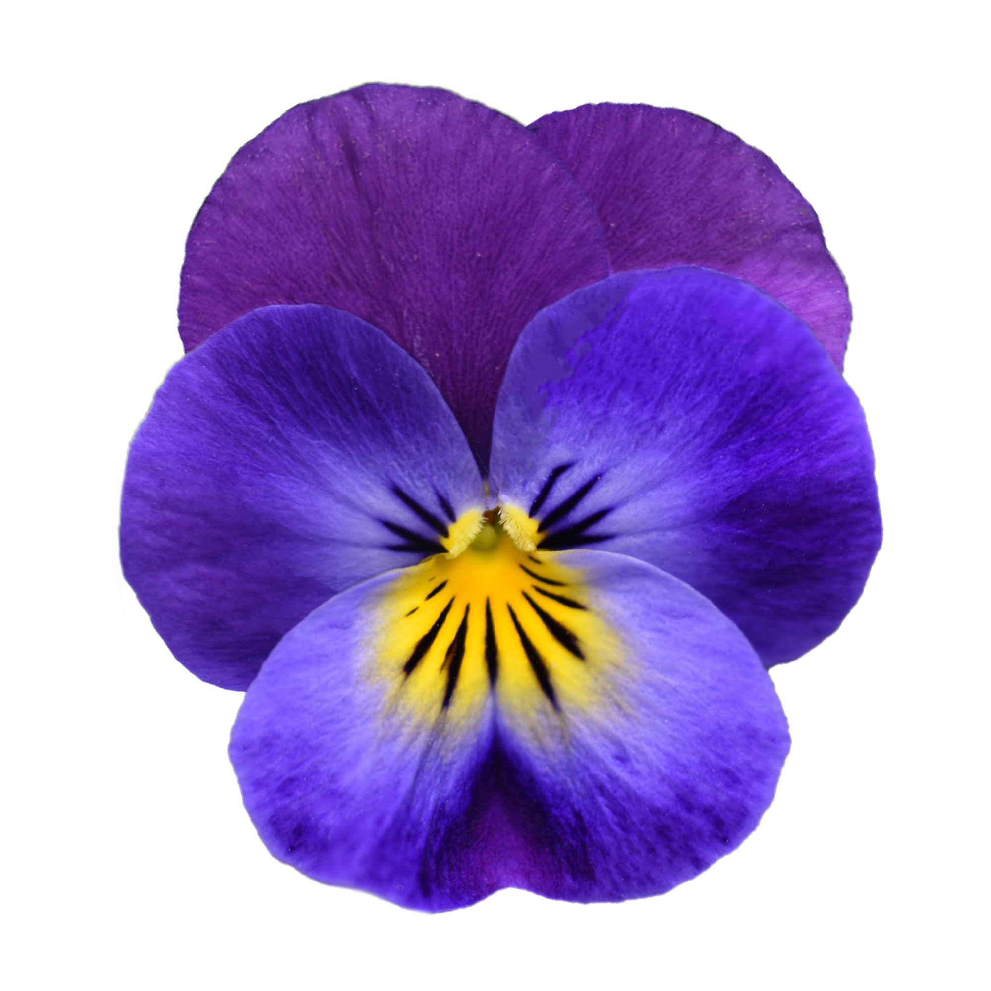 Viola cornuta Lavender Beacon - Schneider BV - Schneider, Young plant and  Seed professionals!