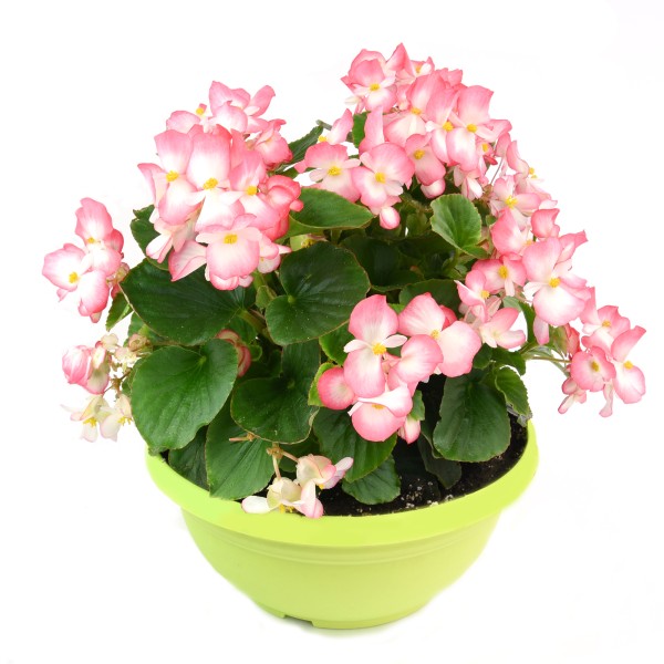 Begonia hybrida Tophat White - Schneider BV - Schneider, Young plant ...