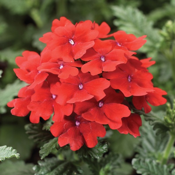 Verbena hybrida Scarlet - Schneider BV - Schneider, Young plant and ...