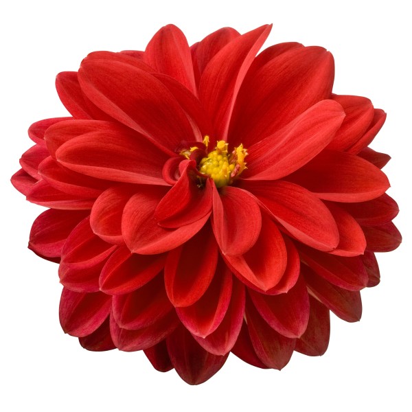 Dahlia Tessy Red - Schneider BV - Schneider, Young plant and Seed ...