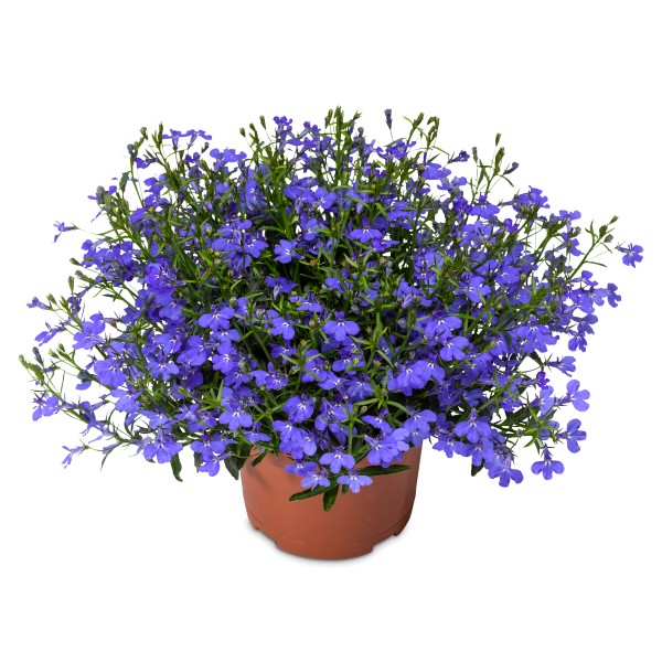 Lobelia erinus Dark Blue - Schneider BV - Schneider, Young plant and ...