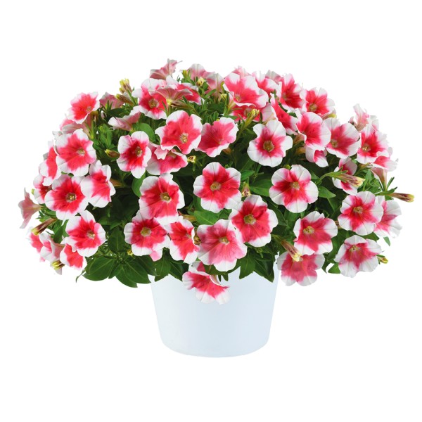 Petunia Cherry Vanilla - Schneider BV - Schneider, Young plant and Seed ...