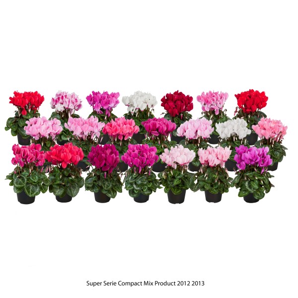 Cyclamen Mix - Schneider BV - Schneider, Young plant and Seed ...