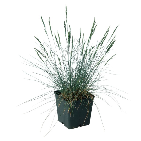 Festuca glauca Blue Select - Schneider BV - Schneider, Young plant and ...