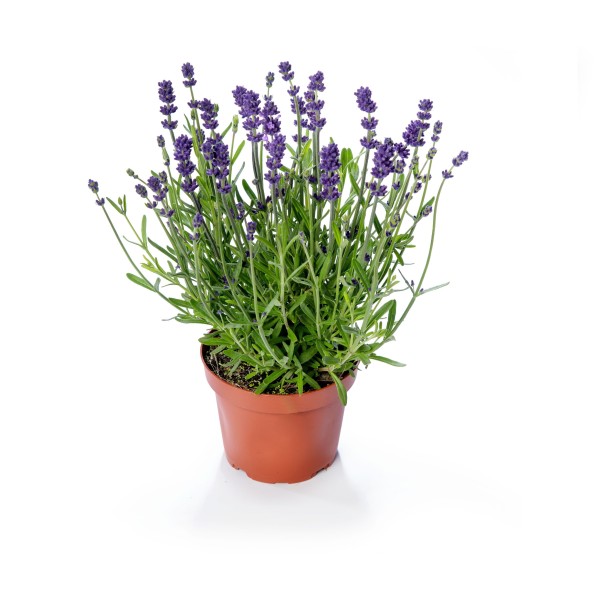 Lavandula Blue Scent Improved - Schneider BV - Schneider, Young plant ...