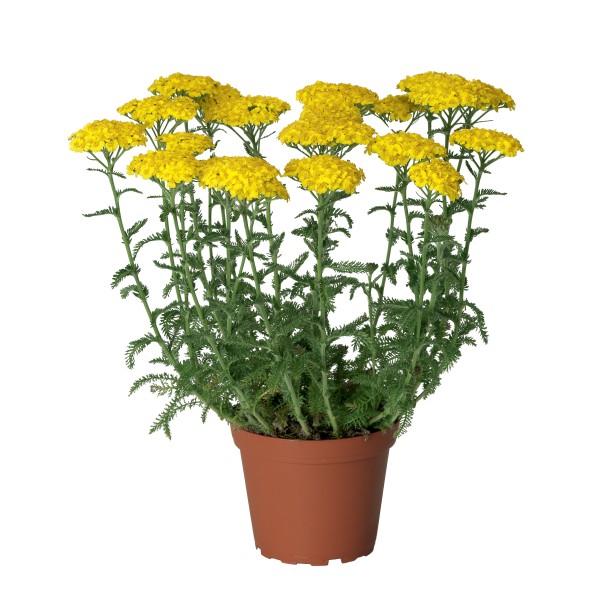 Achillea millefolium Yellow - Schneider BV - Schneider, Young plant and ...