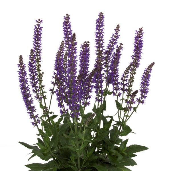 Salvia Deep Blue - Schneider BV - Schneider, Young plant and Seed ...