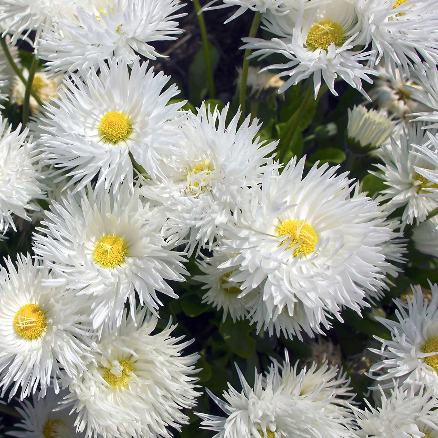 Leucanthemum shop crazy daisy