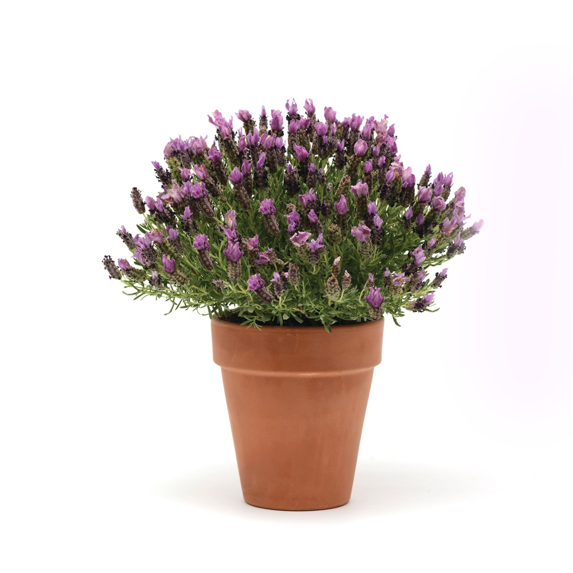 Lavandula stoechas Purple - Schneider BV - Schneider, Young plant and ...