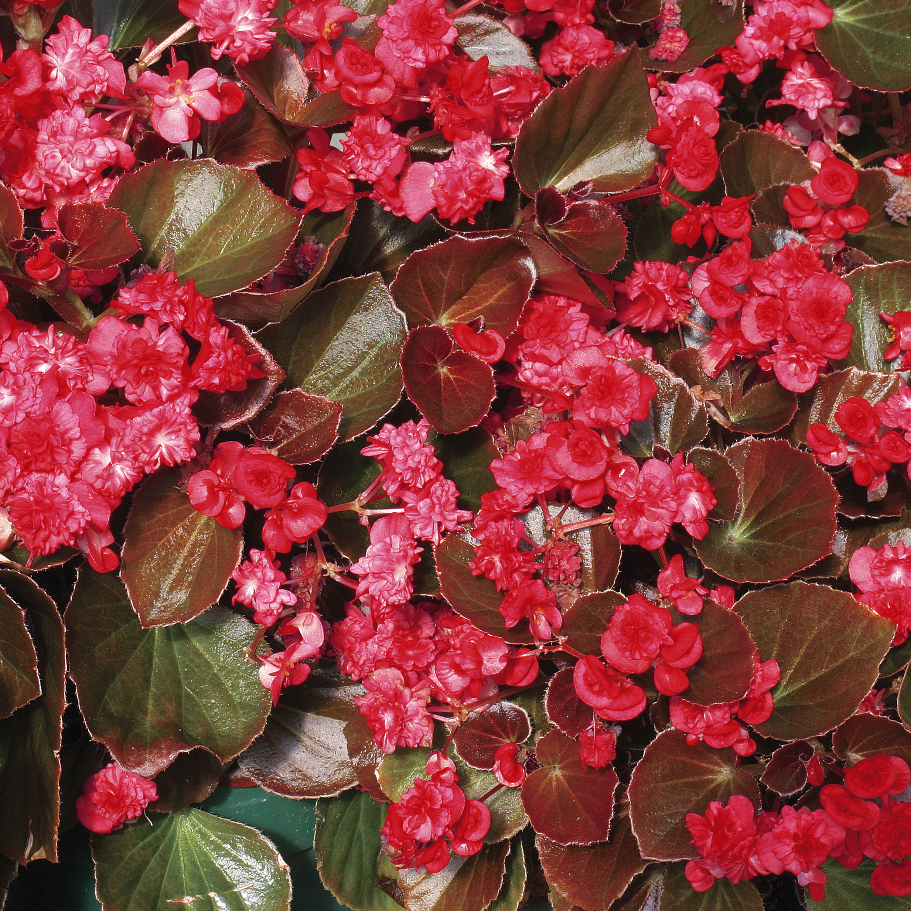 Begonia semperflorens Red - Schneider BV - Schneider, Young plant and Seed  professionals!