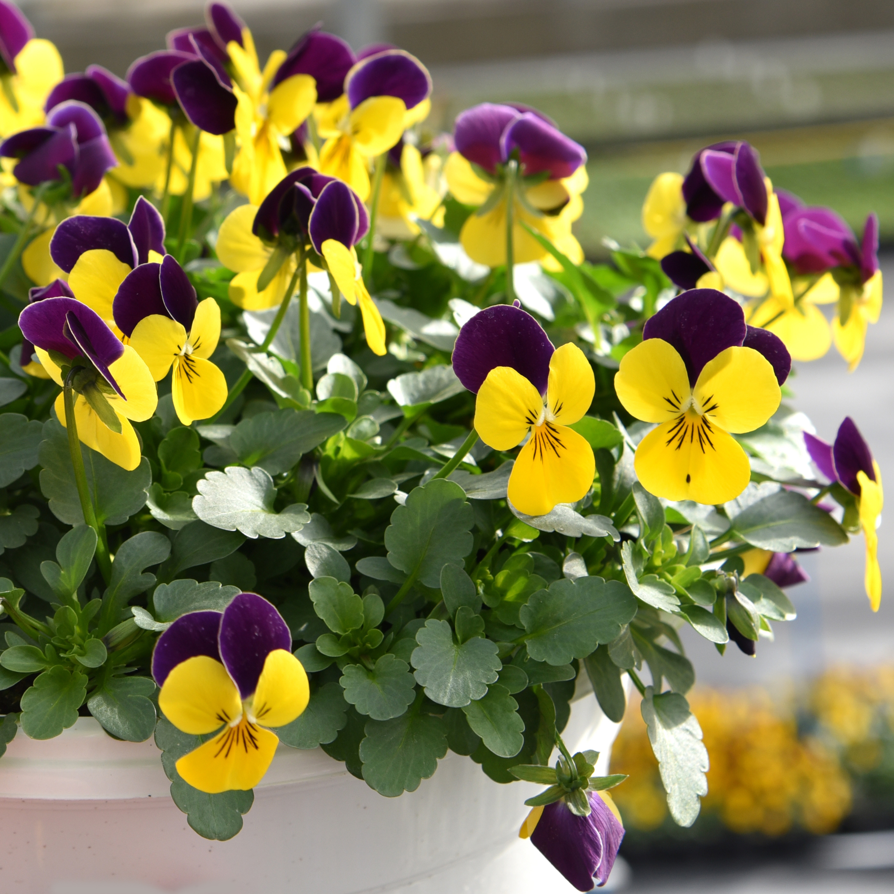 Viola cornuta Purple Yellow-Wing - Schneider BV - Schneider, Young plant  and Seed professionals!