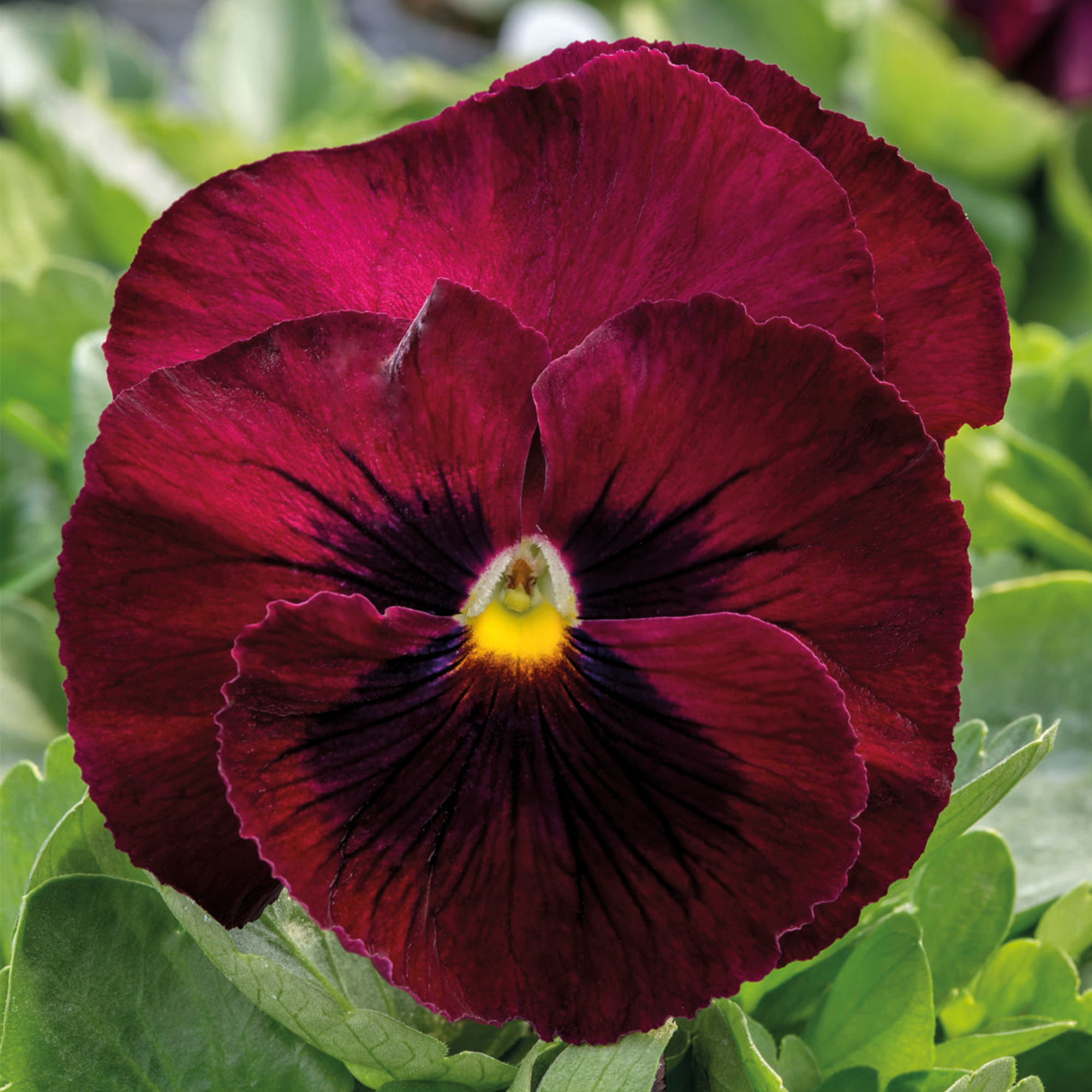 Viola wittrockiana Deep Rose Blotch - Schneider BV - Schneider, Young ...