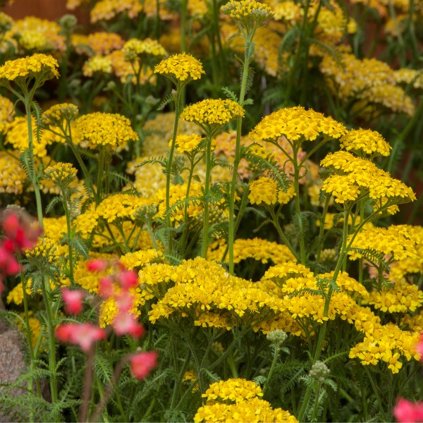 Achillea millefolium Yellow - Schneider BV - Schneider, Young plant and ...